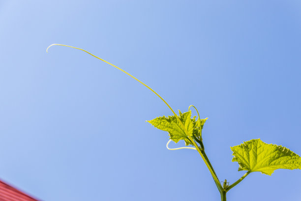 一株绿色植物，细长的藤蔓伸向天空图片下载