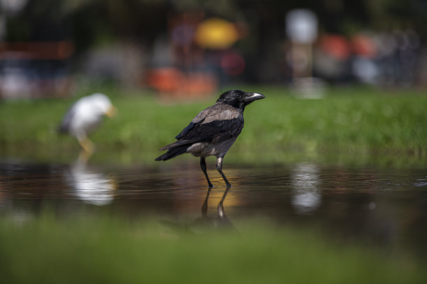 乌鸦和海鸥图片下载