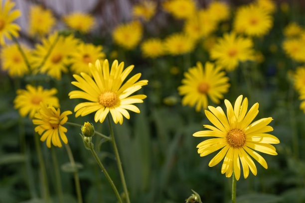绿色的草地上开着许多黄色的多罗尼科姆图片下载