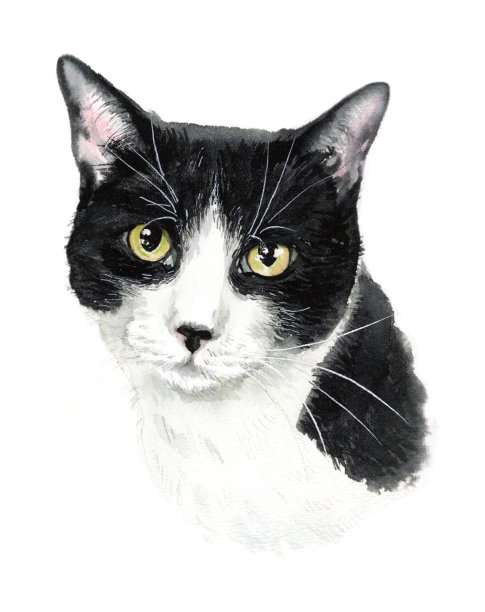 水彩写实猫肖像，宠物肖像，为猫爱好者图片下载