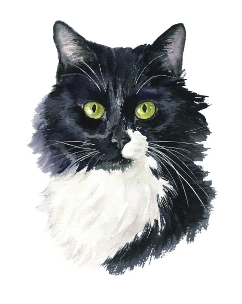 水彩写实猫肖像，宠物肖像，为猫爱好者图片下载