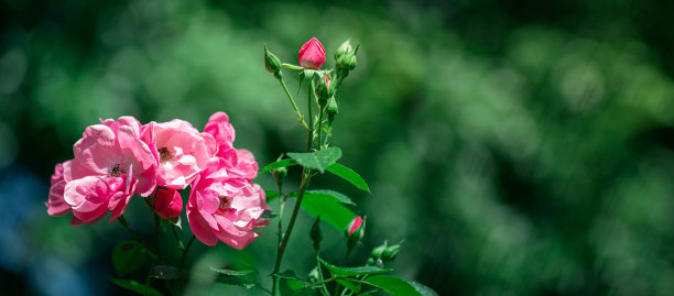 粉红玫瑰在花园里。美丽的玫瑰花在模糊的绿色背景。花的背景盛开的玫瑰在花园图片下载
