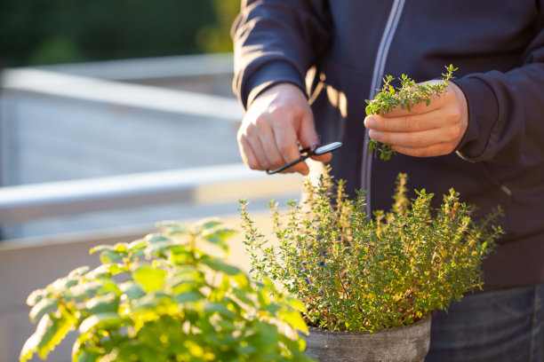 园丁在阳台的花盆里采摘百里香。城市容器草本花园概念图片下载