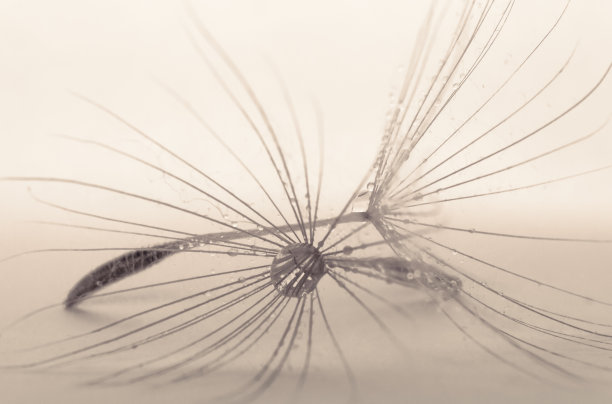 夏季背景蒲公英降落伞图片下载