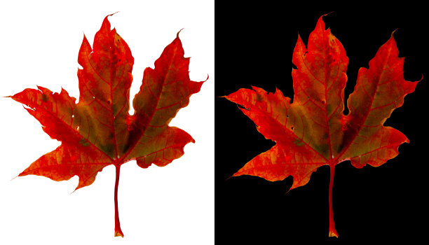 秋天的枫叶孤立在白色和黑色的背景。一片被风吹得红绿的枫叶。图片下载