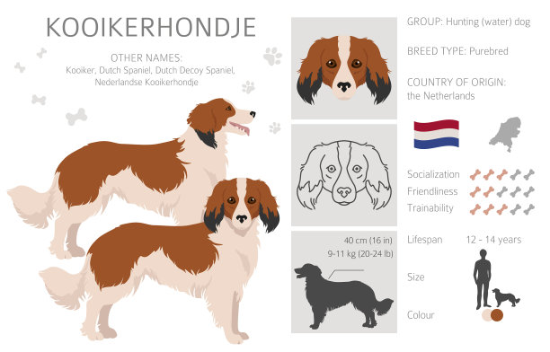 Kooikerhondje的剪贴画不同的姿态大衣的颜色图片下载