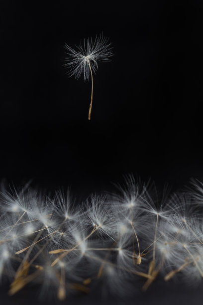 一束蒲公英和一个降落伞蒲公英在黑色的背景上起飞图片下载