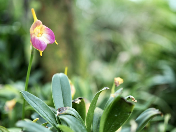 单瓣粉红色的花接近模糊的背景。图片下载