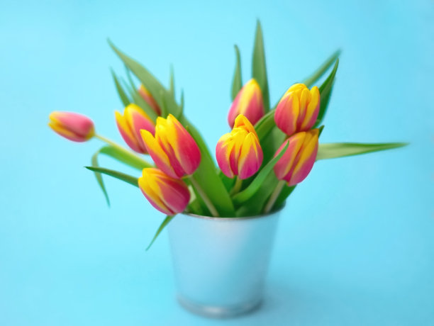 一束粉黄色的郁金香花在蓝色的背景。春天鲜花横幅妇女节，复活节，母亲节和3月8日假期的副本空间图片下载