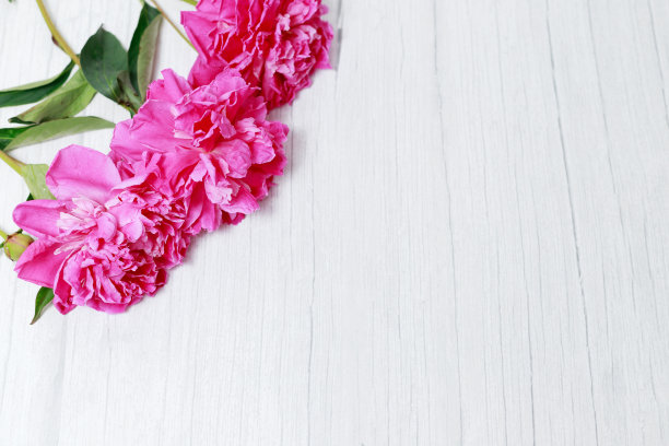 粉红色的牡丹花在浅色的木质背景上图片下载