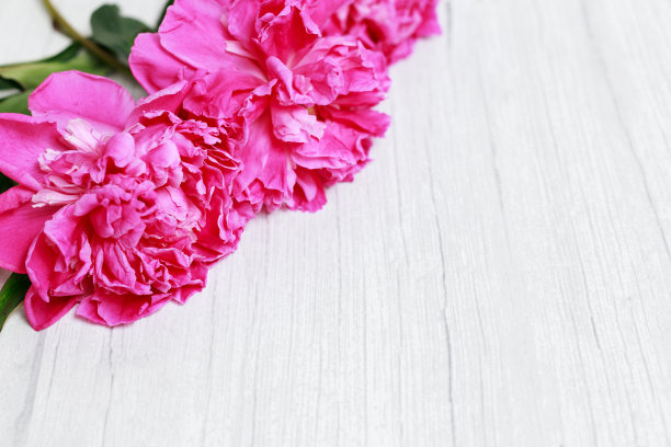 美丽的粉红色牡丹在一个轻木背景。为文本留出空间图片下载