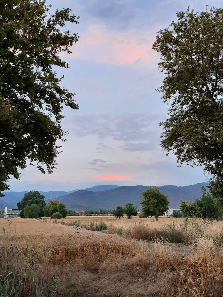 在两棵树之间和芦苇后面拍摄的日落照片图片下载