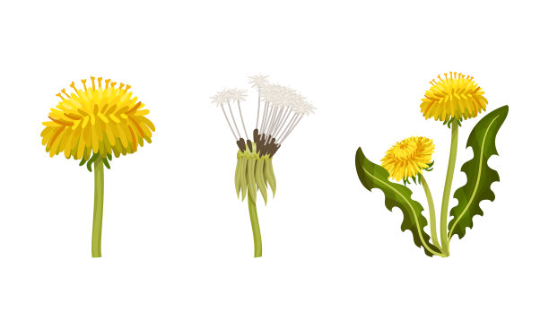 蒲公英植物的茎叶和花朵固定图片下载