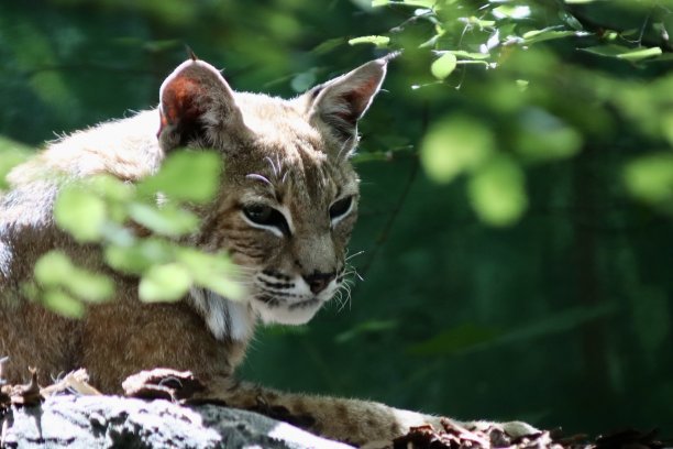 山猫在动物园图片下载
