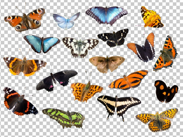 不同种类的蝴蝶在白色背景下透明图片下载