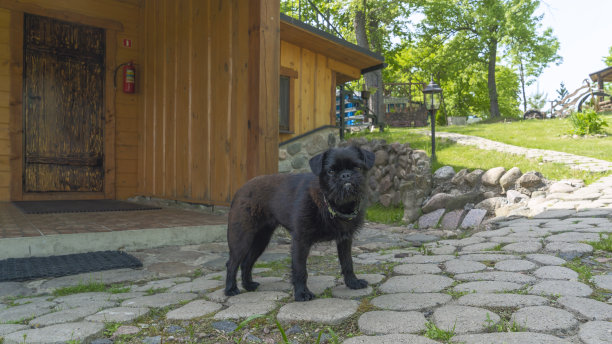 黑色的小钢丝毛神秘的比利时格里芬犬品种站在后院。肖像的比利时格里芬犬品种。图片下载