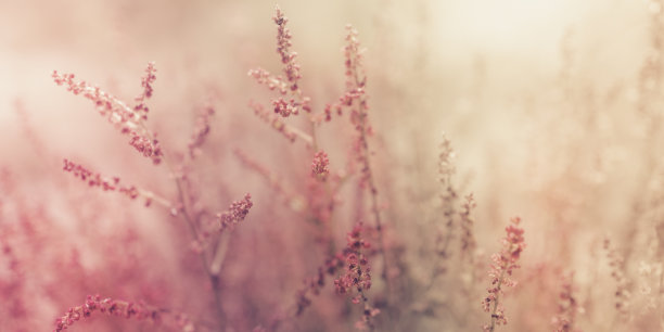 复古风格的干燥植物背景图像在软粉色和皮肤颜色与文字和设计的空间图片下载