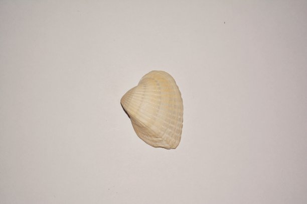 白色的贝壳图片下载