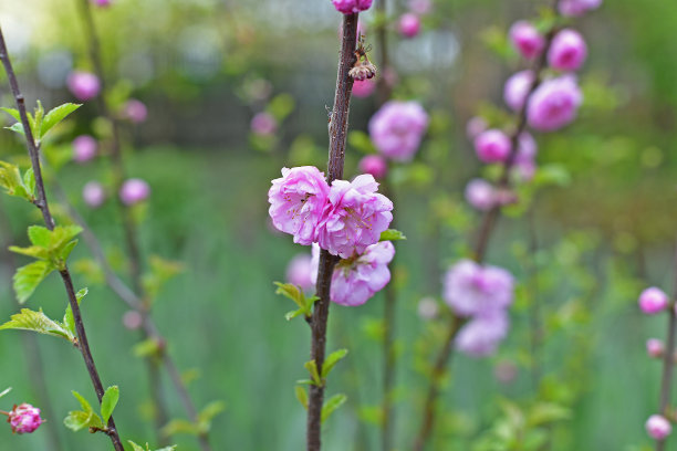 矮樱桃图片下载