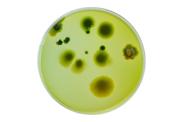 用培养皿和培养基对白色背景上的细菌进行修剪，检测各种细菌、病毒、冠状病毒、冠状病毒、COVID-19，微生物种群计数。食品科学。图片下载