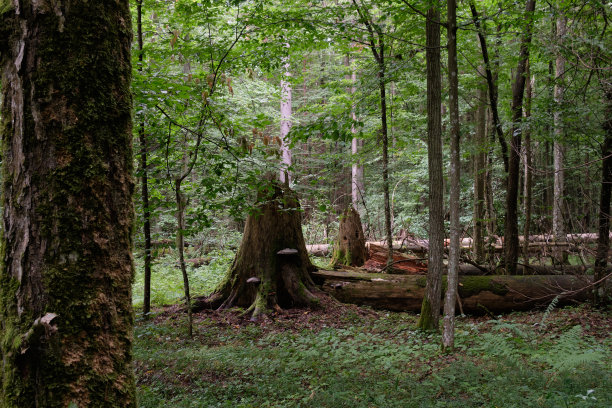 春天落叶与老橡树一起站立图片下载