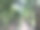 热带棕榈叶背景，特写椰子棕榈树图片下载