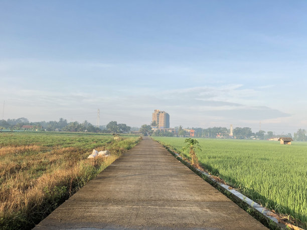 稻田和高楼大厦的照片图片下载