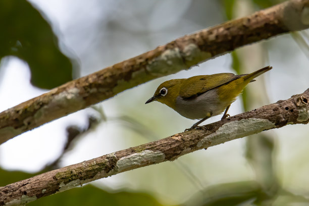 自然野生动物图片休谟的白眼鸟站在树枝上图片下载