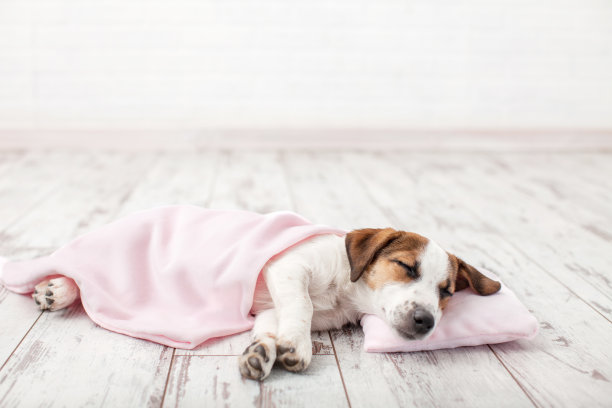 小狗在小枕头上睡觉图片下载