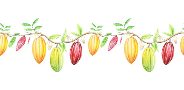 可可树枝编织的无缝花环，边缘点缀着可可果实。水彩手绘插画。图片下载