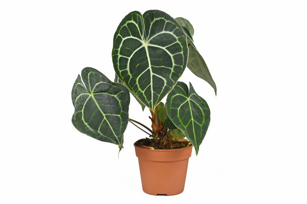 热带“安祖花”室内植物图片下载