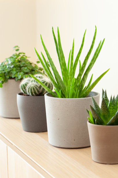 绿色室内植物仙人掌，多肉芦荟，菖蒲，矮毛，瓦氏凤梨图片下载