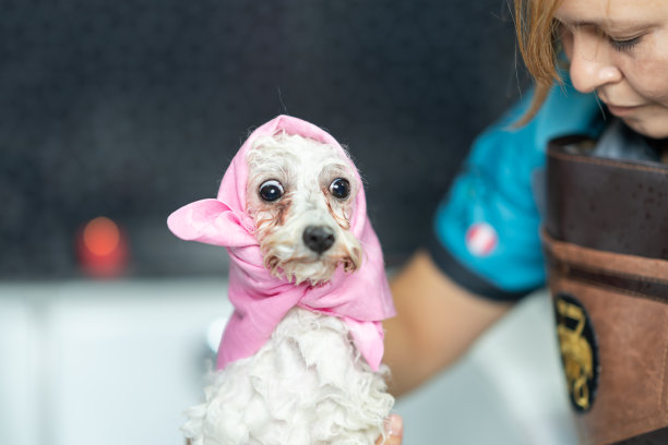 在狗狗沙龙的浴缸里，一只裹在毛巾里的小狗图片下载