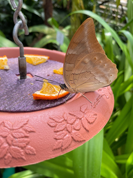 蝴蝶在蝴蝶屋吃东西图片下载