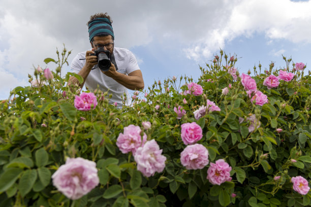 自由摄影师在玫瑰田里拍照图片下载