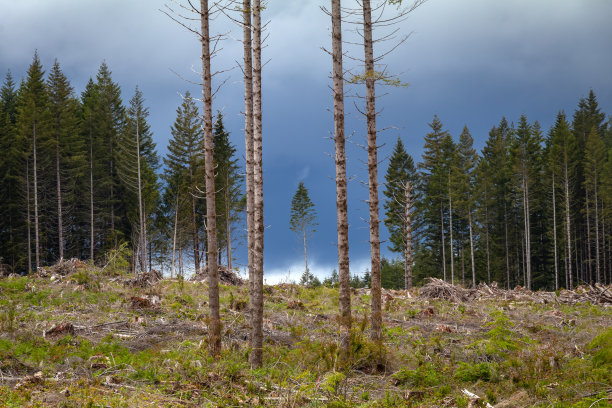 温哥华岛上的伐木业图片下载
