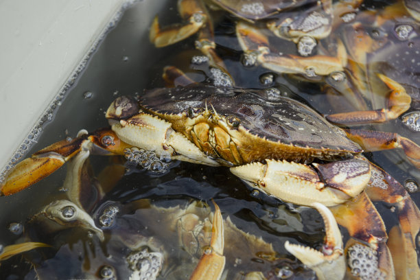 卸货鲜活的珍宝蟹图片下载