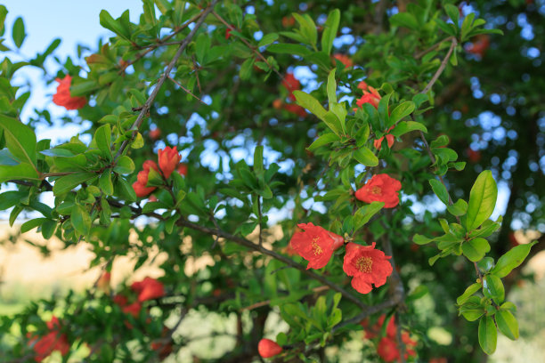 石榴花开花树图片下载
