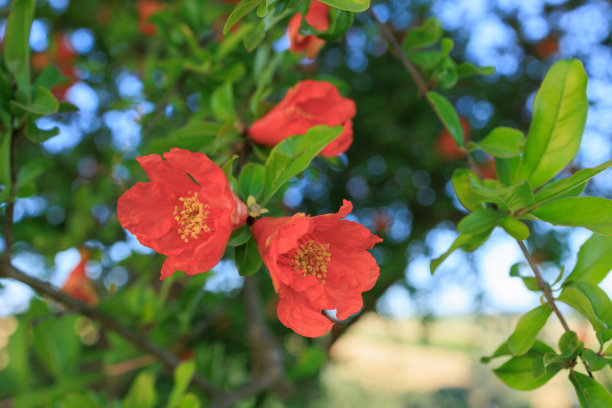 石榴花开花树图片下载