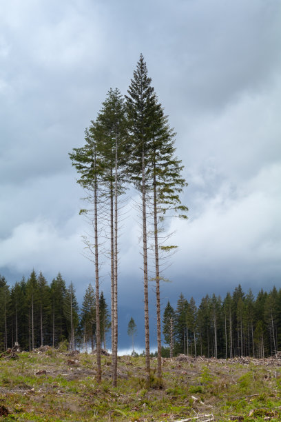 温哥华岛上的伐木业图片下载