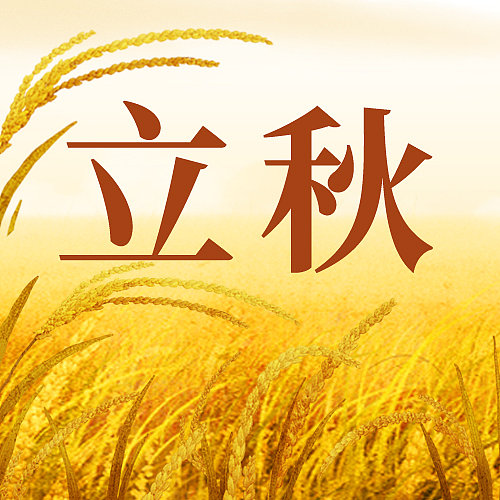 立秋节气金色的稻田图片下载