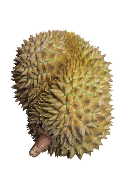 孤立的泰国榴莲水果在白色背景图片下载