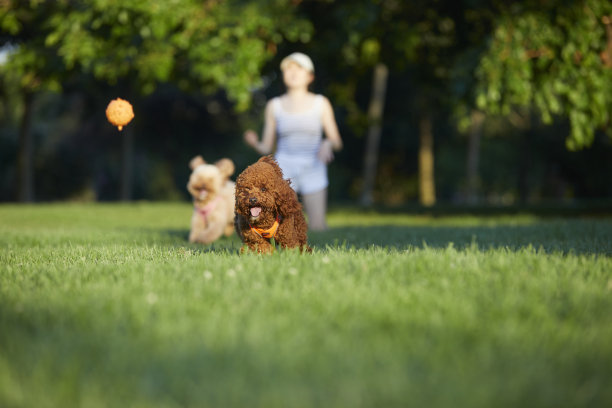 狗追着球跑图片下载