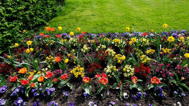 夏季花围花园五颜六色的植物园艺边界图片下载