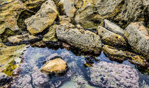 拉古纳海滩的潮汐池图片下载