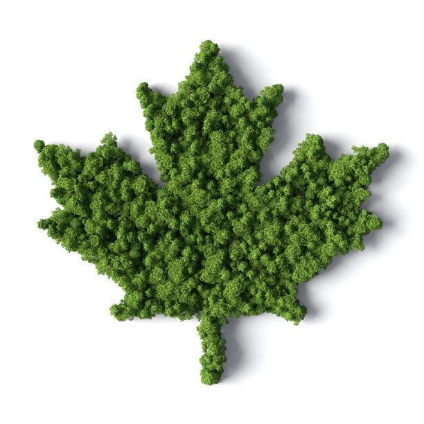 枫叶象征由森林制成图片下载