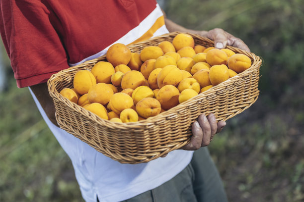 老人在果园里提着一篮杏子，对质量很满意。近距离图片下载