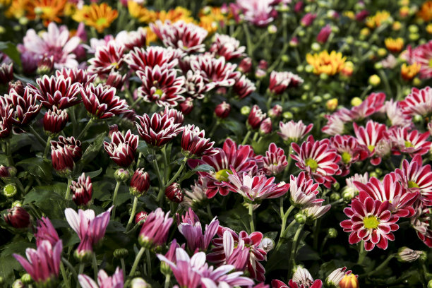 花园里五颜六色的菊花植物图片下载