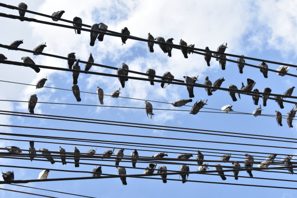 鸽子或鸽子鸟在电缆上，天空以云为背景图片下载
