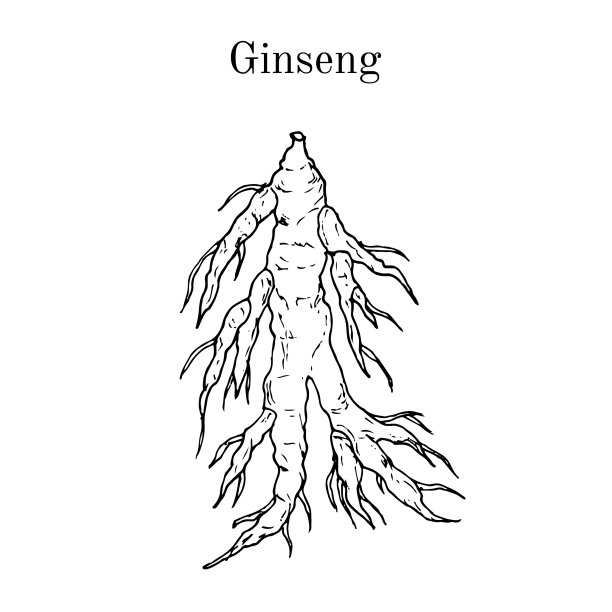 人参的根人参药用植物图片下载